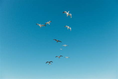 animals, birds, seagulls, flying, formation, nature, sky, blue | Stock Images Page | Everypixel