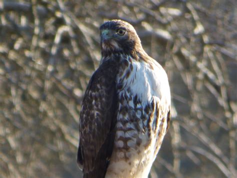 Geotripper's California Birds: Juvenile Red-tailed Hawk on the California Prairie