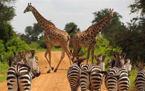 Selous Game Reserve | Tanzania | Wild Safari Guide