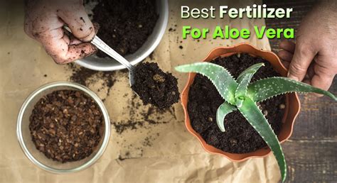 Best Fertilizers for Aloe Vera Plant and How to Use Them ...