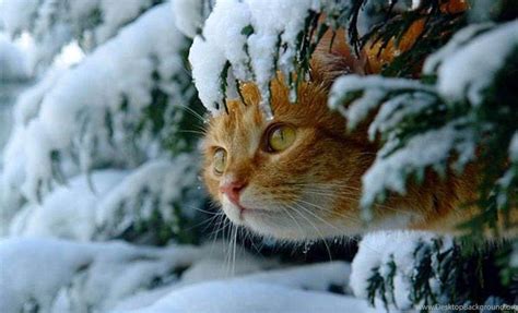 Cats in Snow Wallpapers - Top Free Cats in Snow Backgrounds ...