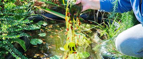 6 Pond Cleaning Tools You Should Have In Your Arsenal - Panhandle Ponds