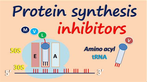 Protein synthesis inhibitors - YouTube