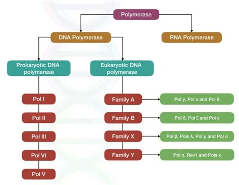 Multifunctional DNA Polymerase: An Overview