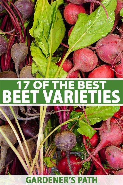 17 of the Best Beet Varieties to Plant | Gardener's Path