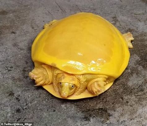 Rare yellow 'albino' turtle is rescued from a village pond in India ...