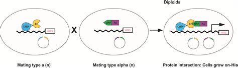 Yeast Two-Hybrid Screening - Profacgen