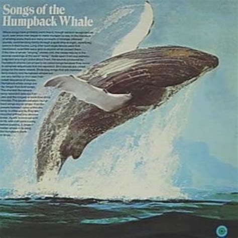 Stream Songs Of The Humpback Whale by Falling Tree Productions | Listen ...