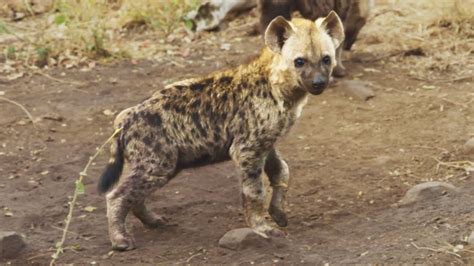 Wild Hyena CUBS! | The Lion Whisperer - YouTube