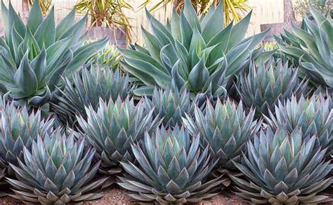 A Beautiful Duo with Agave 'Blue Flame' and 'Blue Glow