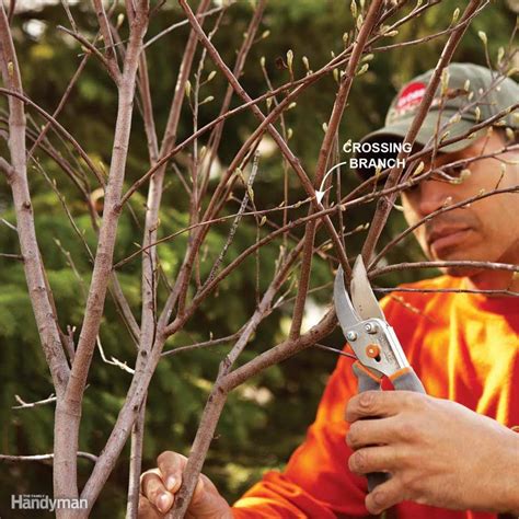 Bush Pruning Tips for Healthier Bushes | Family Handyman