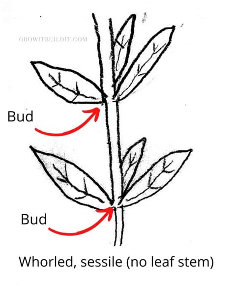 Whorled Leaf Arrangement