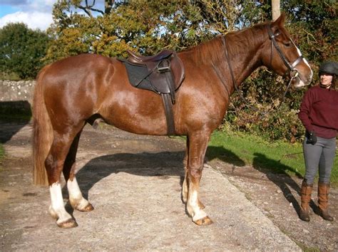 82 best Irish Draught Horses images on Pinterest | Draft horses ...