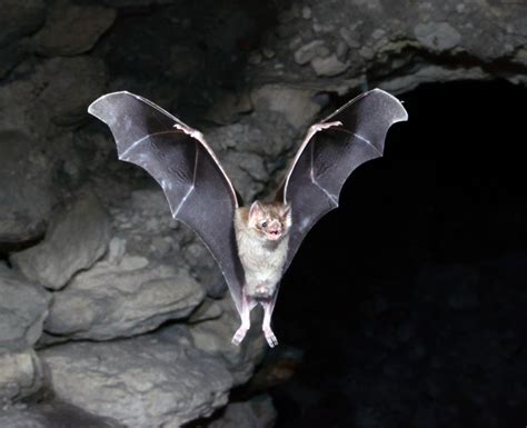 Pin by Blizzard Wing on Random Creature Design 2 in 2020 | Vampire bat, Scary animals, Habitat ...