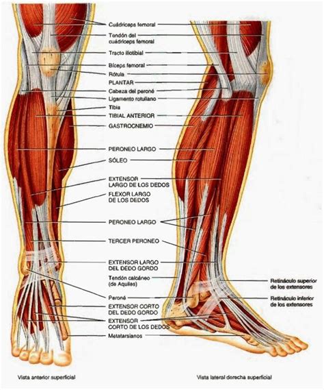 Detalle frontal muscularura tibia perone | Musculos de las piernas, Anatomia piernas, Anatomía ...