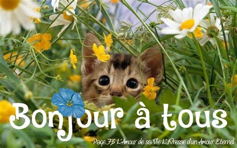 Bonjour à tous image #5082 | BonnesImages | Kittens funny, Animals, Cute little kittens