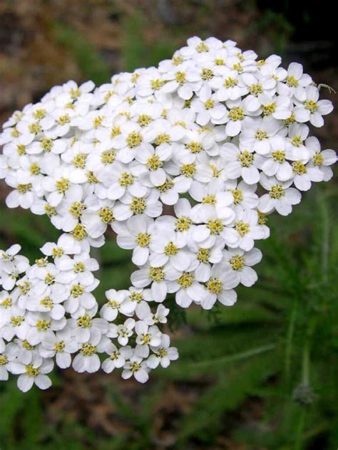 Achillea millefolium (Common Yarrow) - World of Flowering Plants