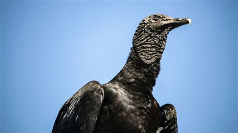 Buzzards vs. Vultures: What's the Difference? | Mental Floss