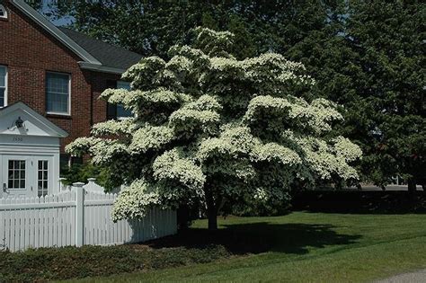 White Kousa Dogwood Tree | Stunning White Blooms - PlantingTree | Kousa ...