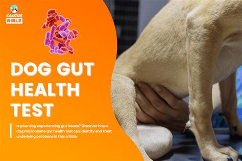 Dog Microbiome Gut Health Test: How They Work, Best Kits & Benefits - Canine Bible