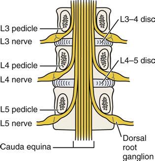 Lumbar Nerve Root Diagram