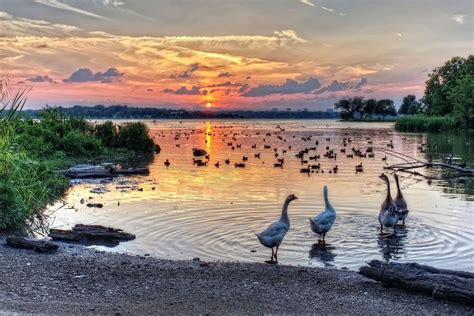 texas, Hdr, Sunset, Sunrise, Bird, Swan, Swans, White, Rock, Lake Wallpapers HD / Desktop and ...