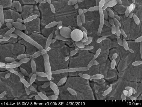 Brettanomyces bruxellensis biofilm mode of life – Science & Wine