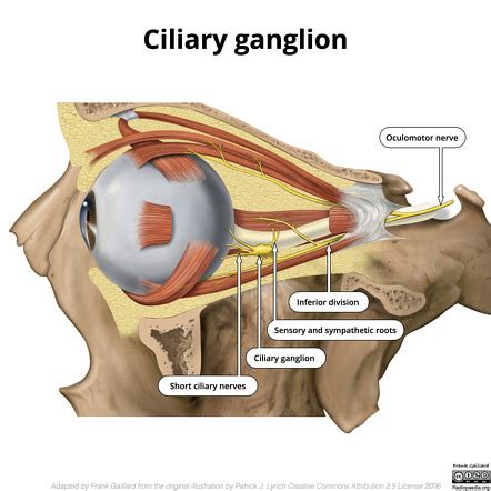 Ciliary ganglion | Radiology Reference Article | Radiopaedia.org