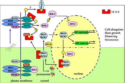 The role of 14-3-3 proteins in BR signaling. At low/no BR, BKI1... | Download Scientific Diagram