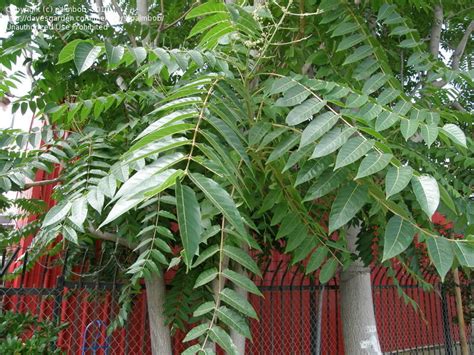 PlantFiles Pictures: Tree of Heaven, Chinese Sumac, Stink Tree (Ailanthus altissima) by Ulrich