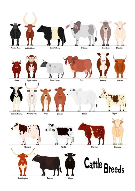 List of cattle breeds1/varius breezes of cows chart 1 svg | Etsy