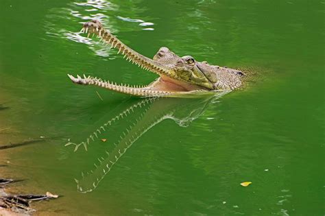 Gharial Crocodile | Gharial, Crocodile, Animals