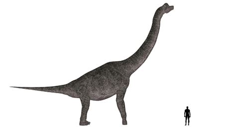 Illustration Of An Brachiosaurus Vs Human Size Comparison Stock Photo - Download Image Now - iStock