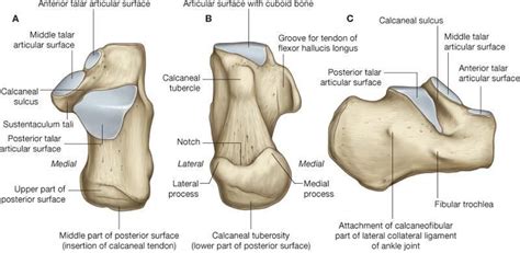 Pinterest | Medical anatomy, Anatomy, Body anatomy