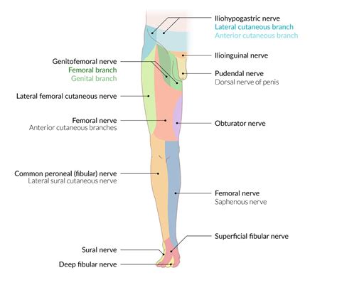 Lateral Femoral Cutaneous Nerve Dermatome - Bar Charts Quickstudy ...