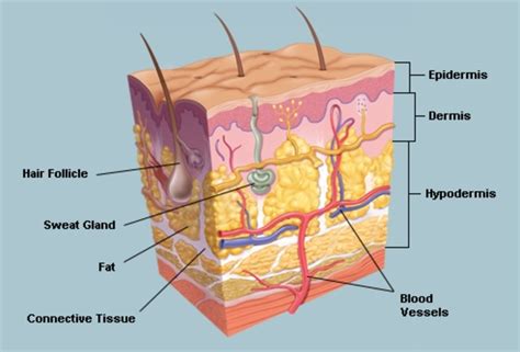 Skin System | Science Quiz - Quizizz