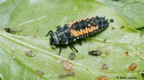 Multicolored Asian Lady Beetle, Larva Vol. 2, No. 14 | Mississippi State University Extension ...