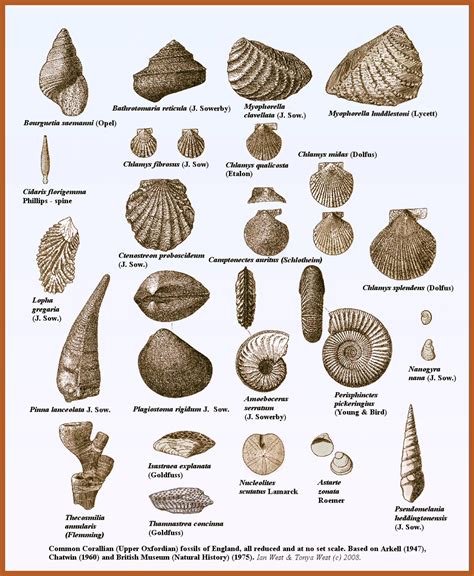 Geology Field Guide - Corallian of the Dorset Coast - Fossils