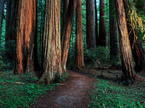 Redwood Trees Desktop Wallpapers - Top Free Redwood Trees Desktop Backgrounds - WallpaperAccess