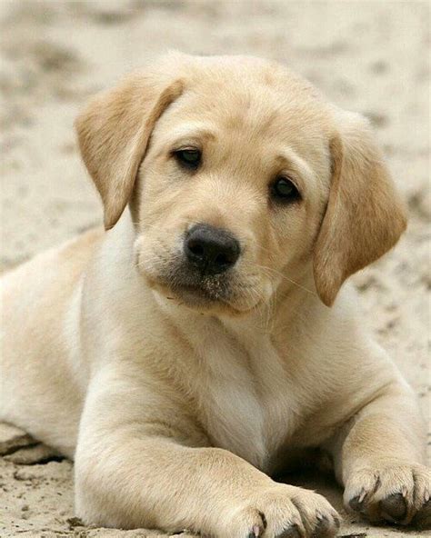 254 best Cute Pictures of Labrador Dogs images on Pinterest | Animales ...