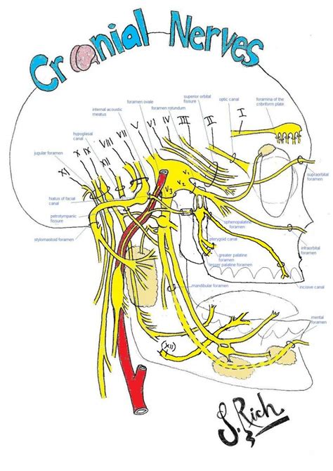 Drawing Of The Face And Cranial Nerves Cranial+Nerves+On+Models+Labeled ...