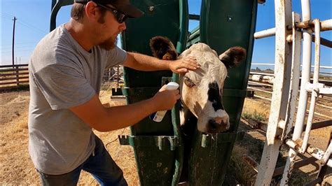 Identifying and Treating Pink Eye in Cattle, Plus Choosing Cull Cows! - YouTube