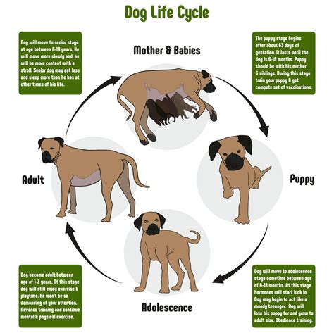 How Long Do Dogs Live? Explaining the Life Expectancy of Dogs