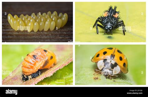 Ladybird Beetle Life Cycle