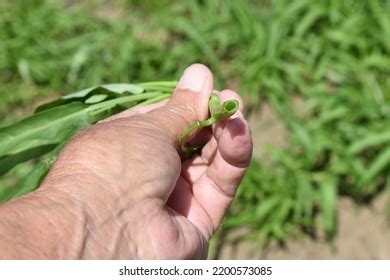 Ipomoea Aquatica Water Morning Glory Cultivation Stock Photo 2200573085 ...