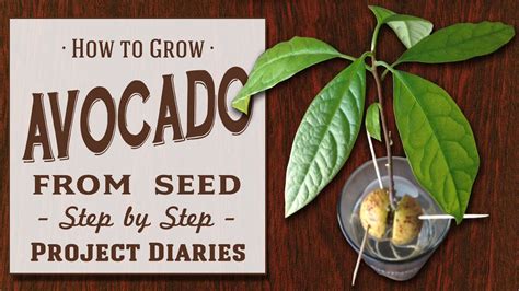 How to: Grow Avocado from Seed (A Complete Step by Step Guide) - YouTube