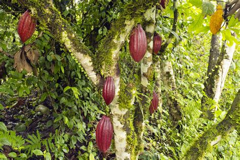 How We Saved The Cocoa Trees From Hurricane Irma