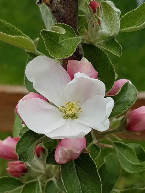 How to Grow Apple Trees in a Small Garden or Balcony - Mini Garden Spaces