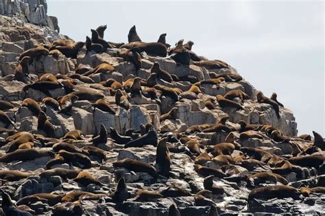 Australian Fur Seal - Facts, Diet, Habitat & Pictures on Animalia.bio