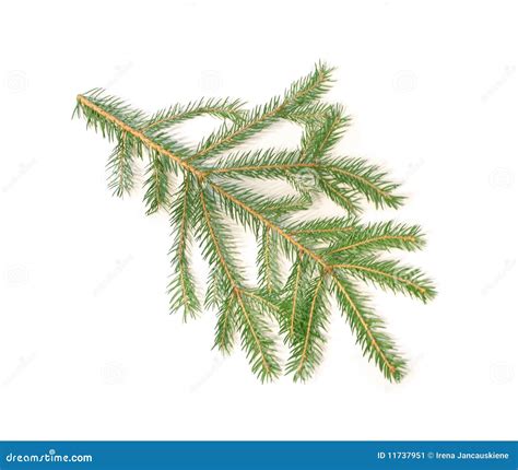 Christmas tree branch stock image. Image of pine, sample - 11737951